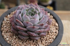 로잘리아 20J-258 다육식물