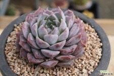 로잘리아 20J-258 다육식물