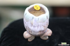 중고화분 - 홍암분 개구리분(3.5X7) 다육화분
