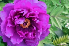 목단 V-9 대정의교 조경수