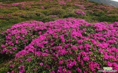 한라고산철쭉 묘목 20cm화분묘 묘목