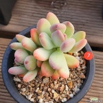샬롬다육