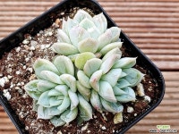 얼음공주엘사 1-200 다육식물