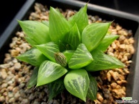 하월시아 1-906 하월시아