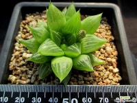 하월시아 1-906 하월시아