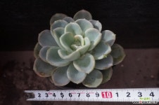 올펫 82 다육식물