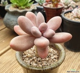 산적다육