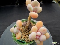 달마미인 1-1185 다육식물