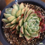 샴페인 대품 780202 다육식물