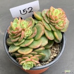누리0202-152 다육식물
