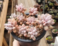 산적다육