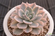 섭세실리스금 2-120 다육금