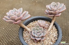 핑크프리티 다육식물