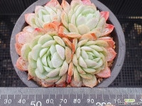 라즈베리아이스 214-1 다육식물