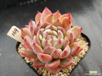 코르테스169 다육식물