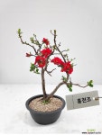 홍천조 명자나무 산당화 분재 분재