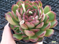 기차길옆다육이