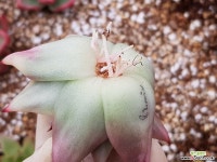 마리아금 131 다육금