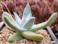 야생파키피덤 102-7369 두들레야