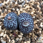 코노피튬-위트버젠스 rr714 62 코노피튬