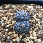 코노피튬-위트버젠스 rr714 62 코노피튬