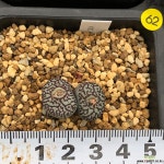 코노피튬-위트버젠스 rr714 62 코노피튬