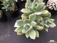 청성미인 2 다육식물