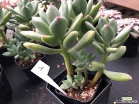 청성미인 2 다육식물