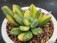 청성미인금 2 다육금