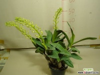 대명석곡2번-꽃대3대-향기기절초풍-사진의 동일품배송 석곡