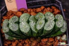 츠카하라 녹문 T-1(塚原 綠紋 T-1)-01-17-No.3066 하월시아