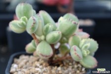 웅동자금 218 다육금