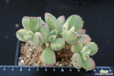 웅동자금 218 다육금