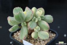 웅동자금 219 다육금