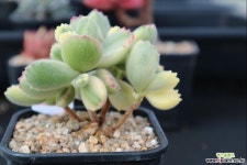 웅동자금 219 다육금