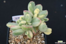 웅동자금 219 다육금