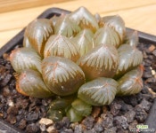 수정드레곤볼 하월시아