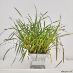 막실라리아 무늬종 (황제막실라리아) 기타 서양란