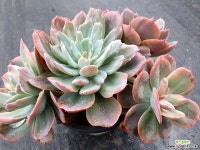 칠변화 금 자연 다육식물