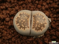 가38_ julii ssp. Lithops