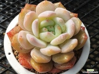 오렌지먼로 다육식물