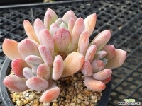 기차길옆다육이