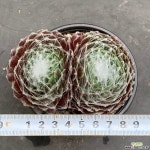 바위솔0301-55 다육식물