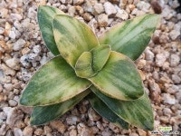 신동금108 다육금