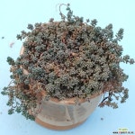 희성미인 다육식물