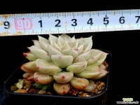 헤르메스 19-274 다육식물