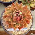 인디안바손 원종베션대품 다육식물