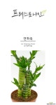 연화죽 공기정화식물