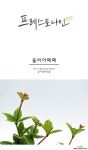 줄리아페페 공기정화식물