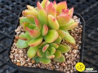 기차길옆다육이